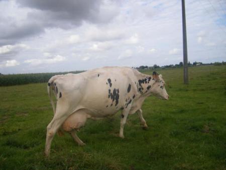 mon animal de compagnie 